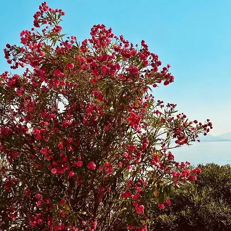 Дом отдыха Toni *